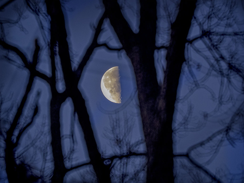 Half Moon In Trees