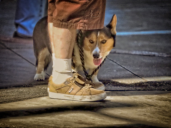 Short Dog And Shorts