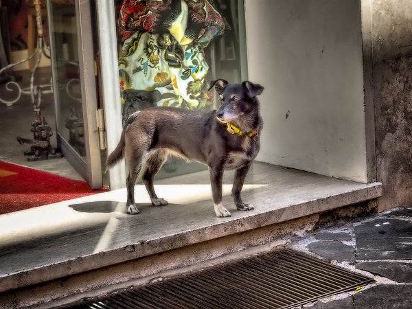 Shop Dog